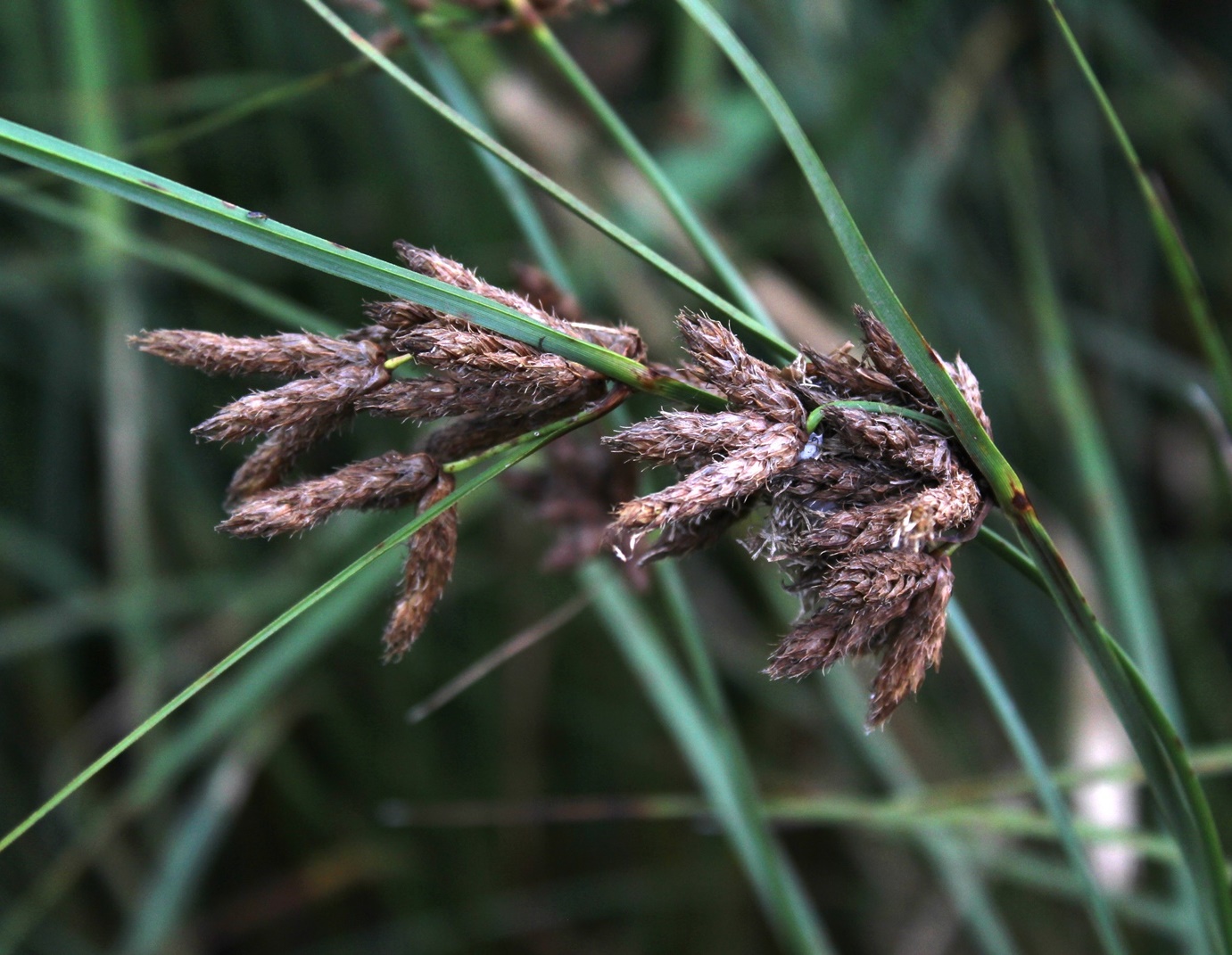 Image of Bolboschoenus glaucus specimen.