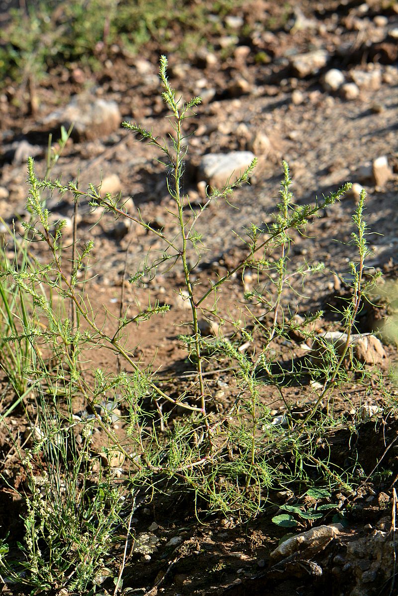 Image of Salsola collina specimen.