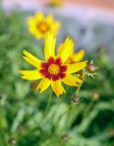 Coreopsis grandiflora