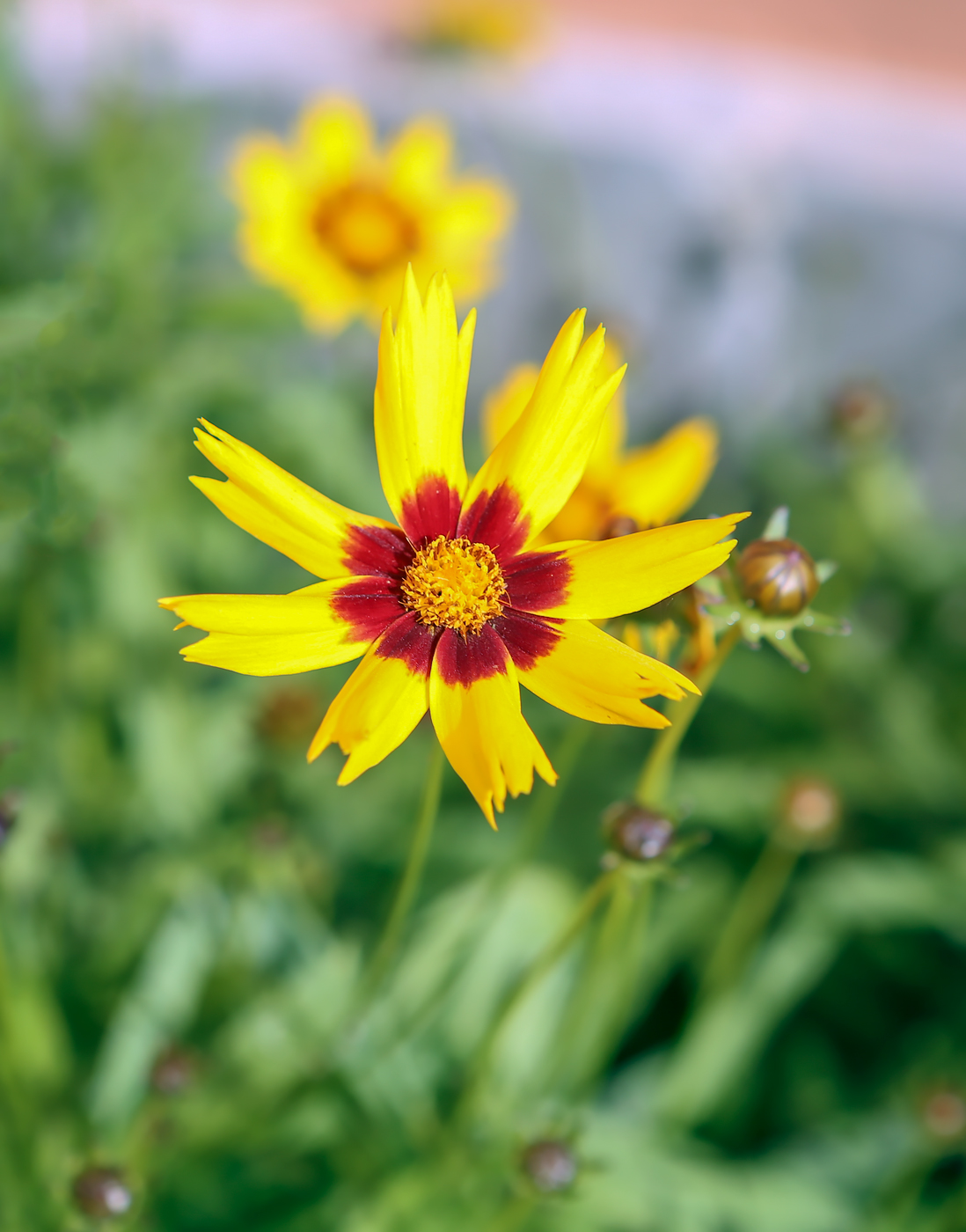 Изображение особи Coreopsis grandiflora.