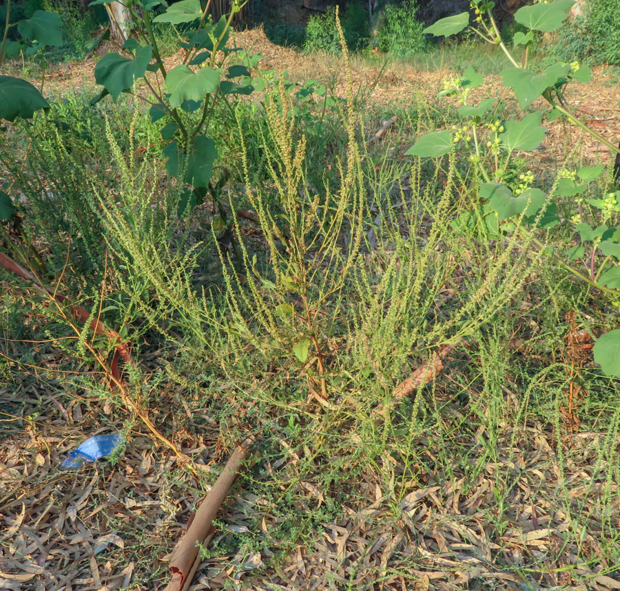 Image of Amaranthus tuberculatus specimen.