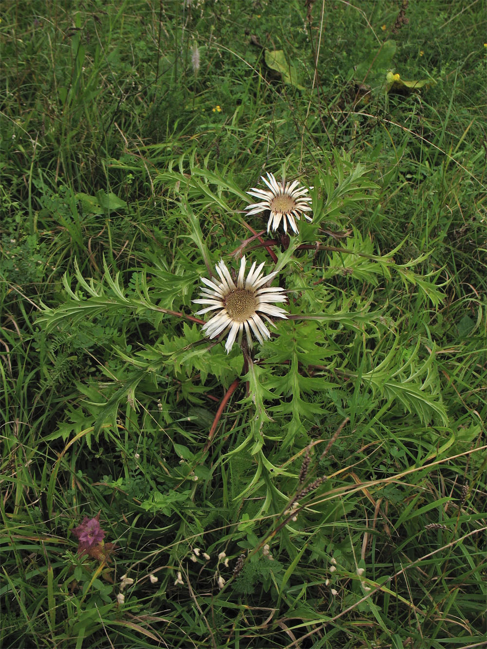 Изображение особи Carlina cirsioides.