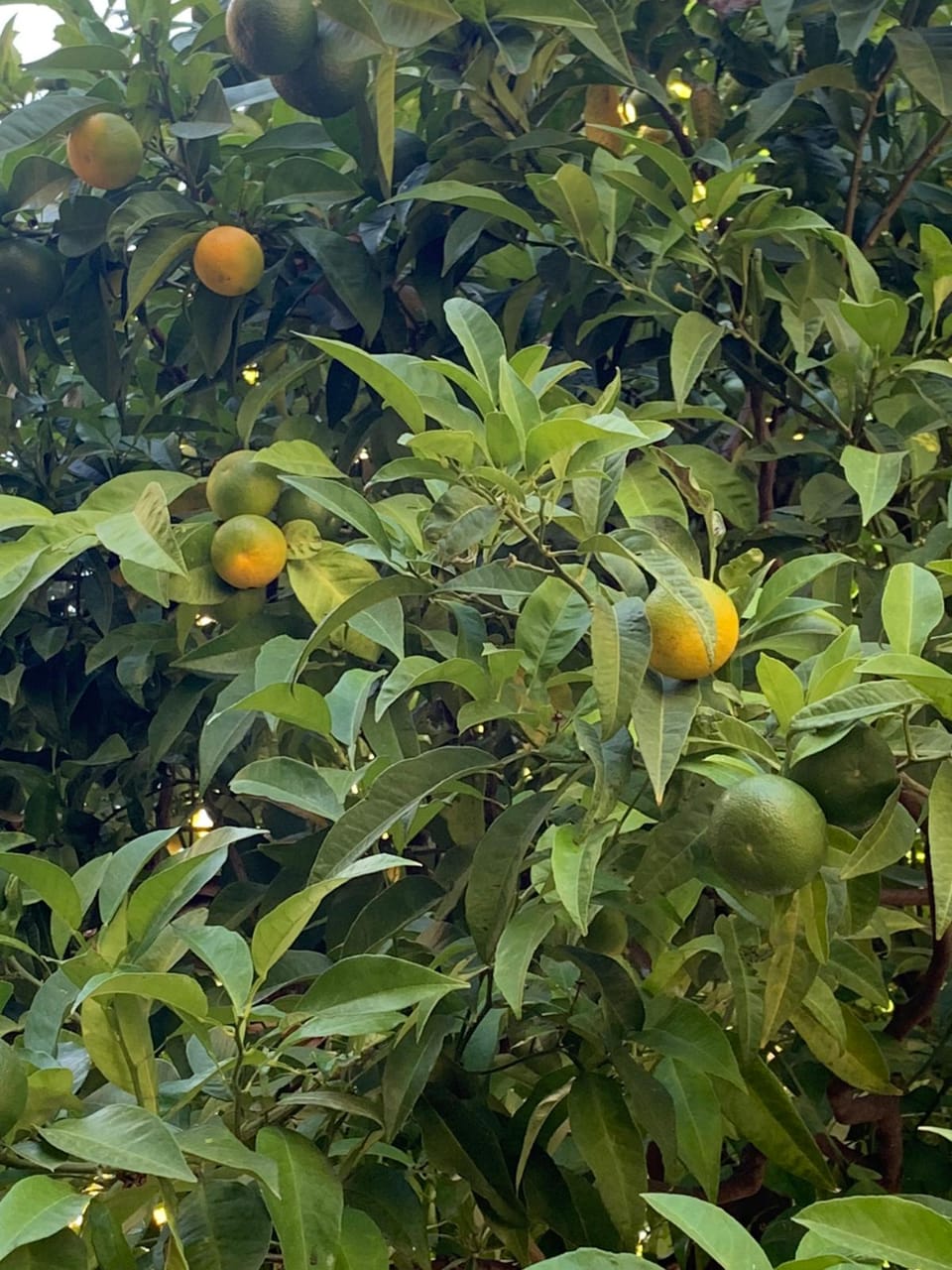 Image of Citrus unshiu specimen.