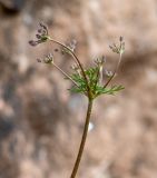 Daucus montanus. Соцветие с отцветающими цветками и развивающимися плодами. Перу, регион Куско, археологический комплекс \"Писак\", центральная часть комплекса, в нижней части каменной кладки. 12.10.2019.