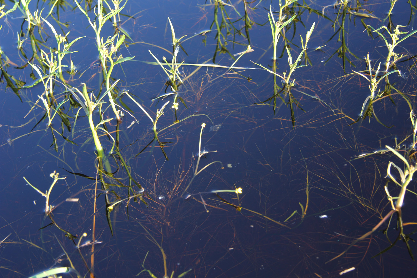 Image of Ranunculus polyphyllus specimen.