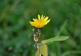 Sonchus arvensis ssp. uliginosus