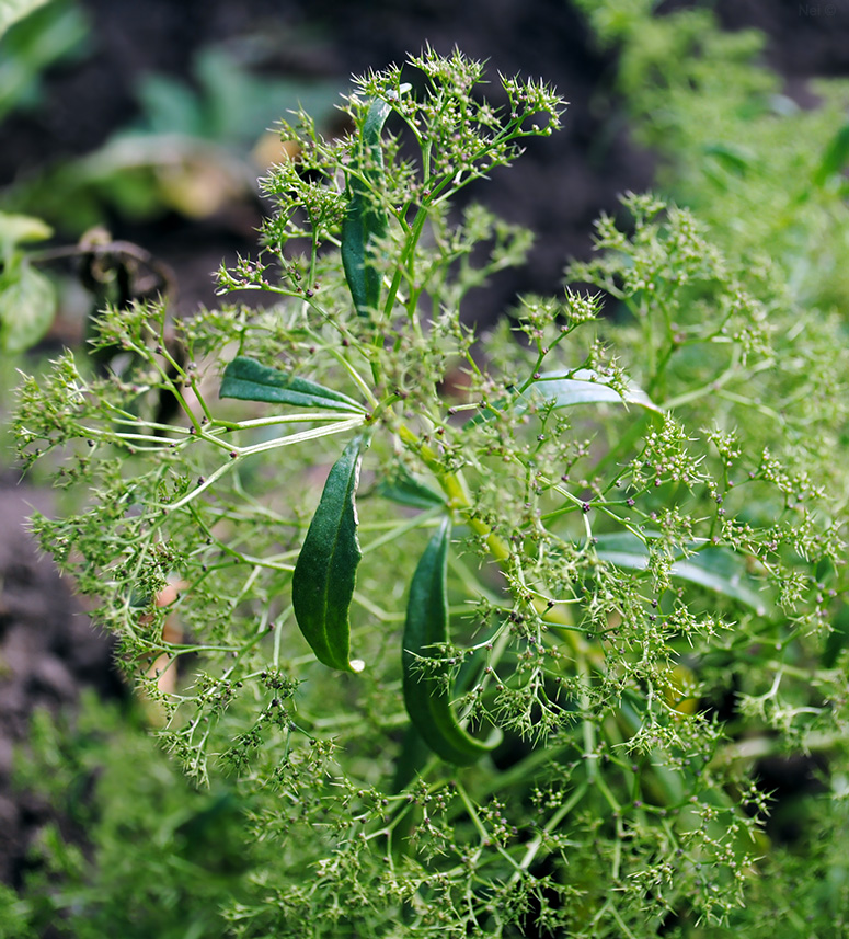 Изображение особи Teloxys aristata.