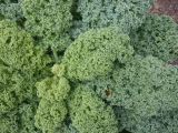 Brassica разновидность sabellica