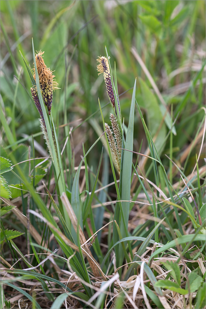 Image of Carex nigra specimen.
