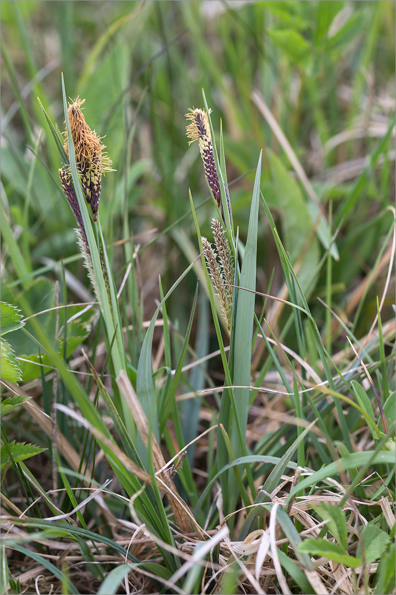 Изображение особи Carex nigra.