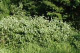 Salix starkeana
