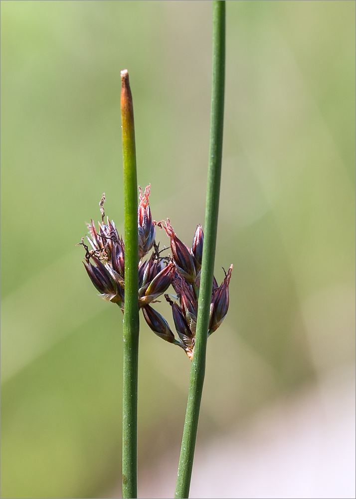 Изображение особи Juncus balticus.