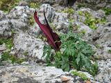 Dracunculus vulgaris