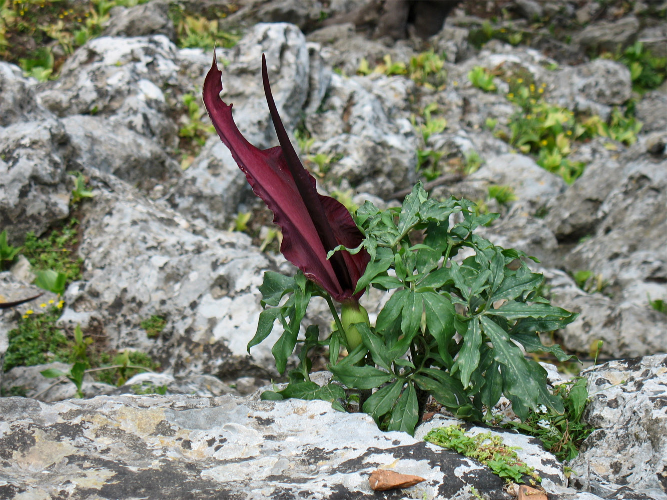 Изображение особи Dracunculus vulgaris.