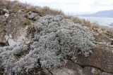 Artemisia caucasica. Вегетирующее растение. Краснодарский край, м/о г. Новороссийск, хр. Маркотх, гора Сахарная Голова, ≈ 500 м н.у.м., на кромке разрушенного окопа. 13.03.2021.