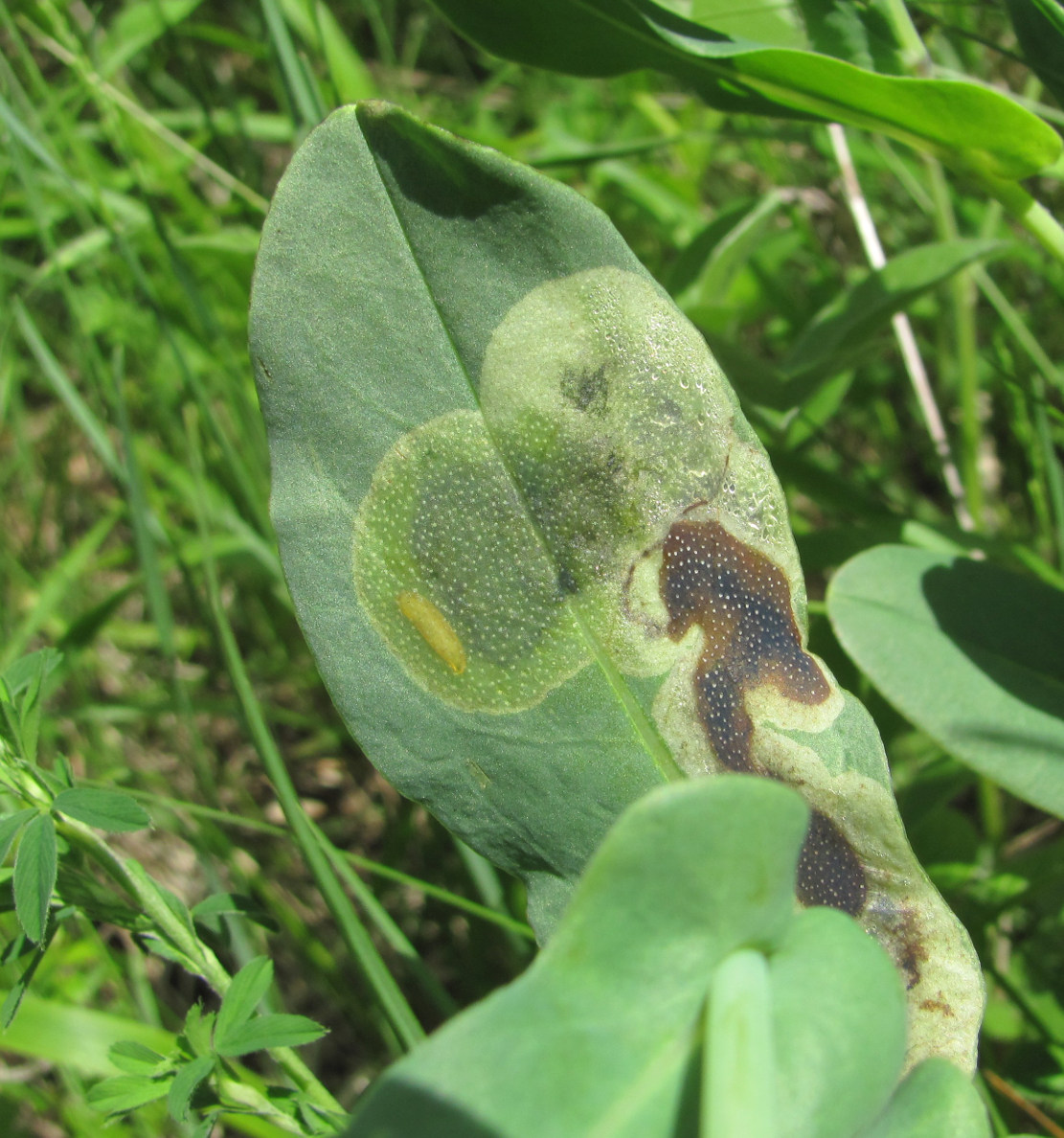 Изображение особи Cerinthe minor.