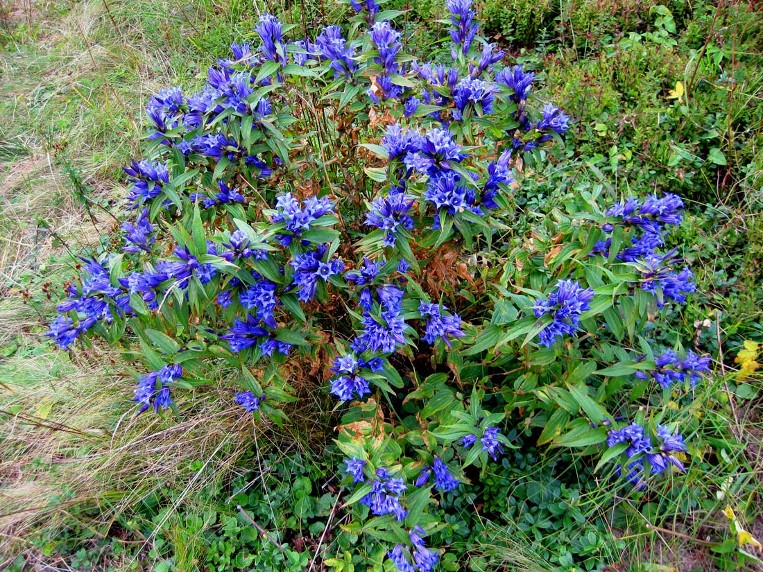 Image of Gentiana asclepiadea specimen.