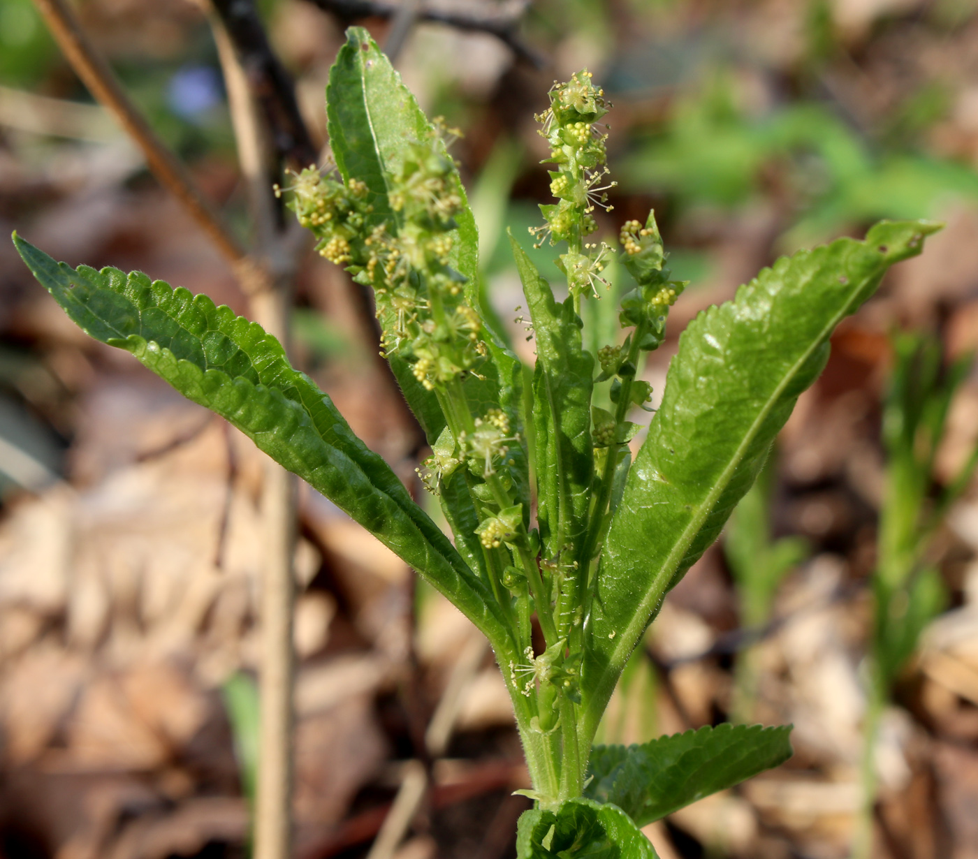 Изображение особи Mercurialis perennis.