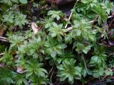 Rhodobryum roseum