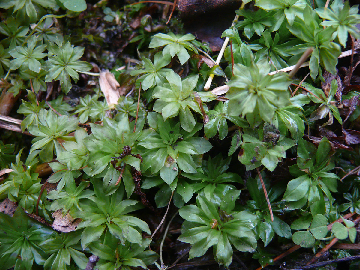 Изображение особи Rhodobryum roseum.