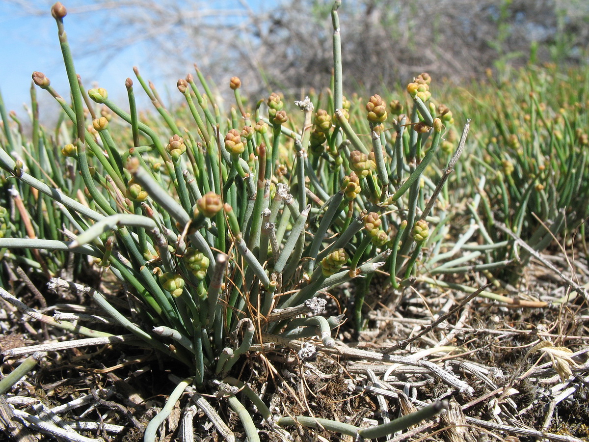 Image of Ephedra regeliana specimen.