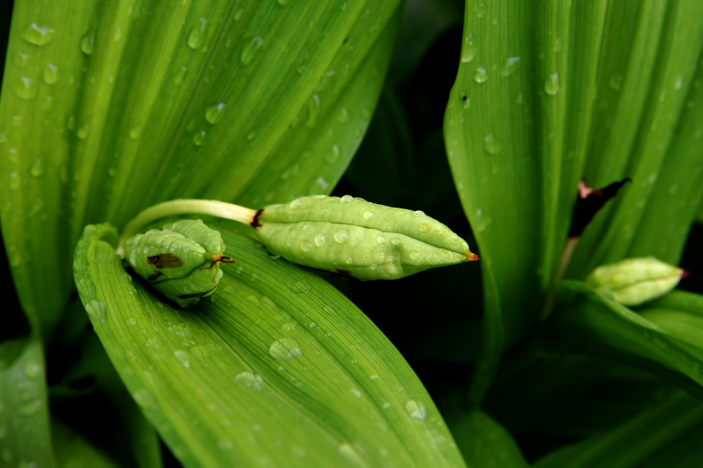 Image of Colchicum speciosum specimen.