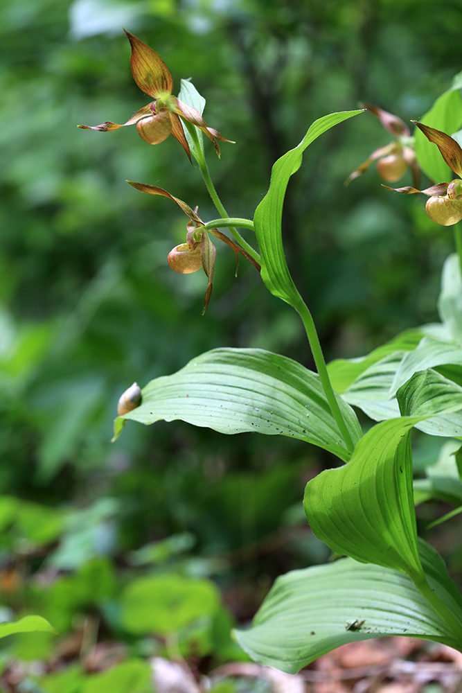 Image of Cypripedium shanxiense specimen.