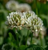 Trifolium repens