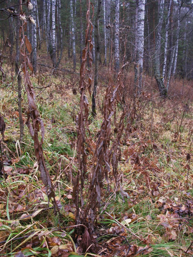 Изображение особи Saussurea stolbensis.