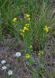 Erysimum canescens