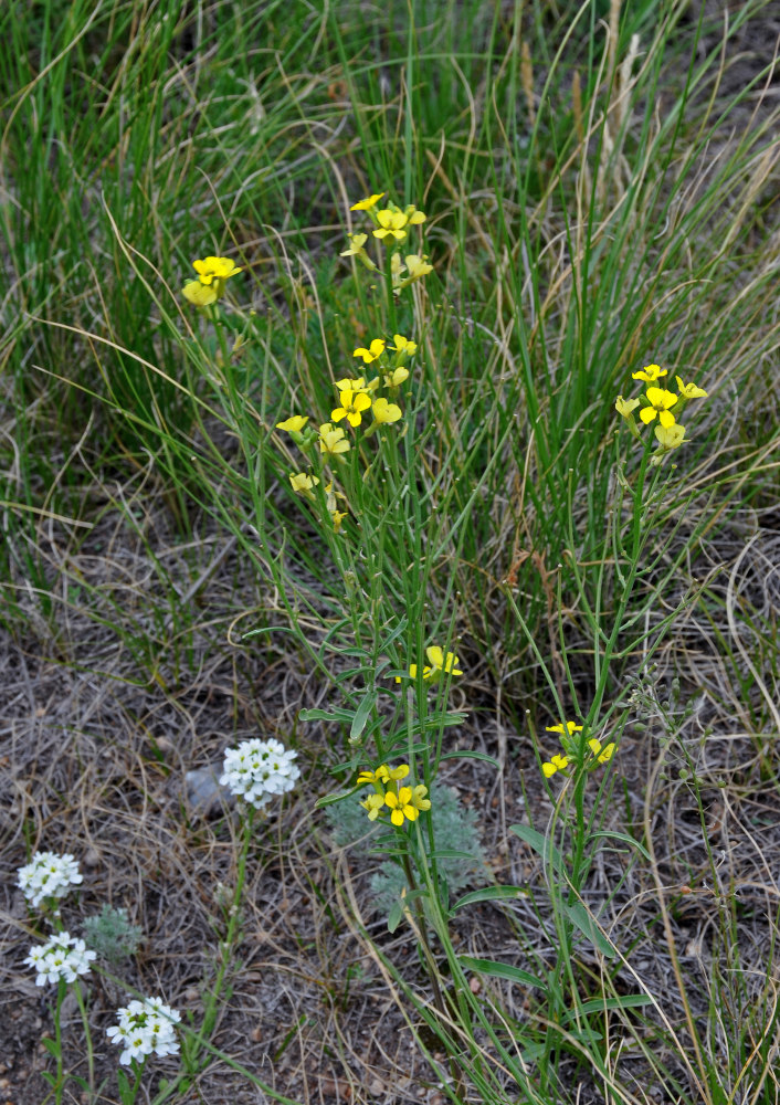 Image of Erysimum canescens specimen.