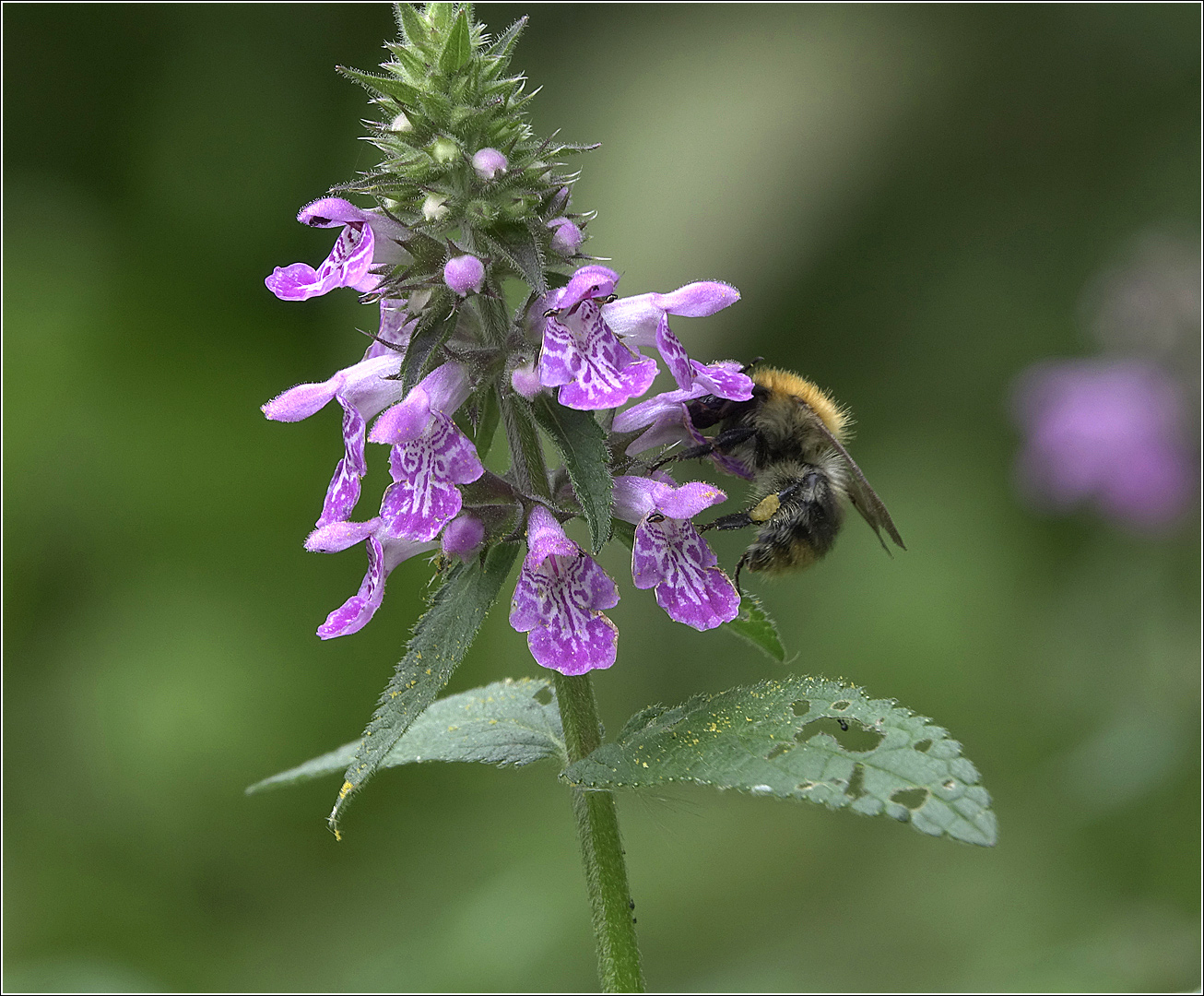 Изображение особи Stachys palustris.