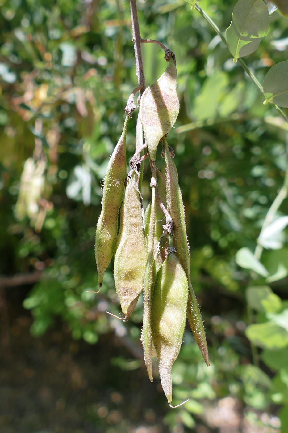 Image of genus Robinia specimen.