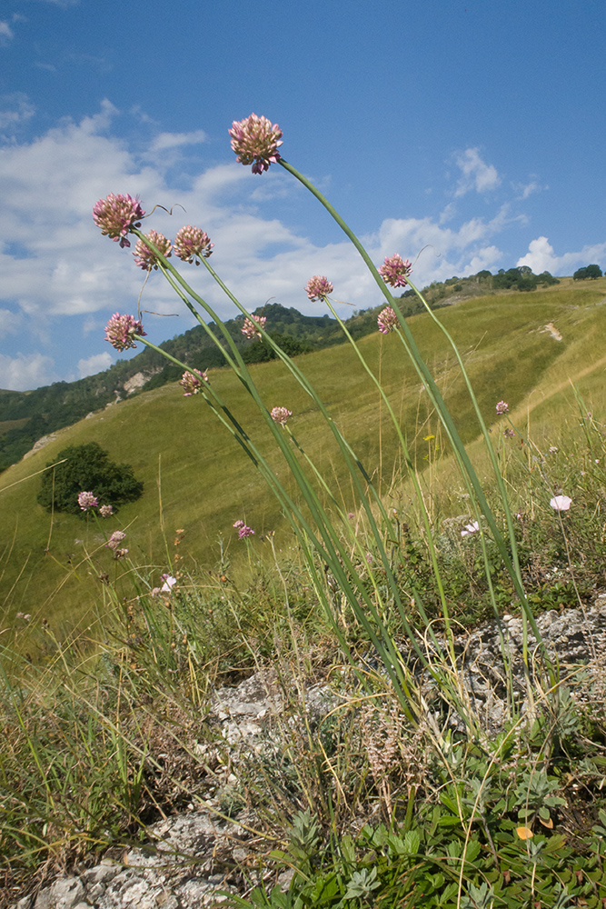 Image of Allium psebaicum specimen.