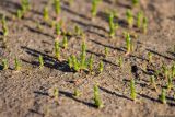 Salicornia perennans