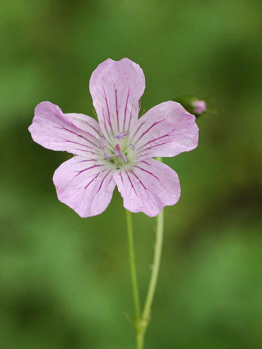 Image of Geranium rectum specimen.
