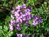 genus Hesperis. Соцветие. Хабаровский край, Хабаровский р-н, ст. Хехцир, дачи 110-го маршрута. 01.06.2014.