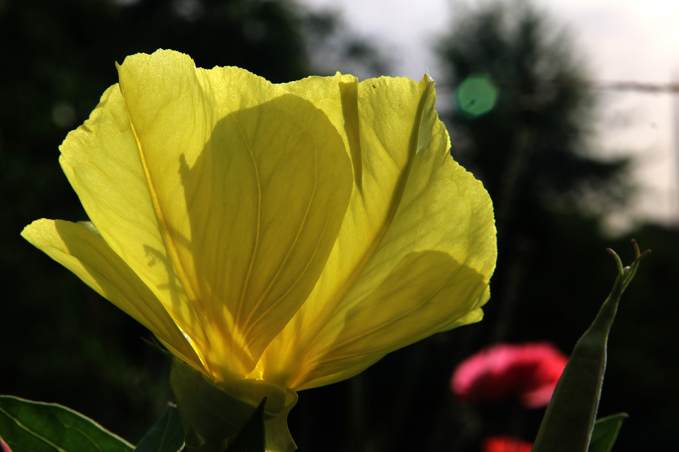 Изображение особи Oenothera macrocarpa.