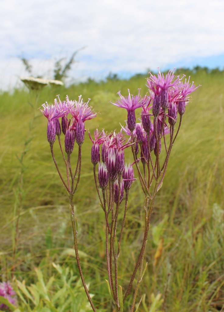 Image of Jurinea multiflora specimen.