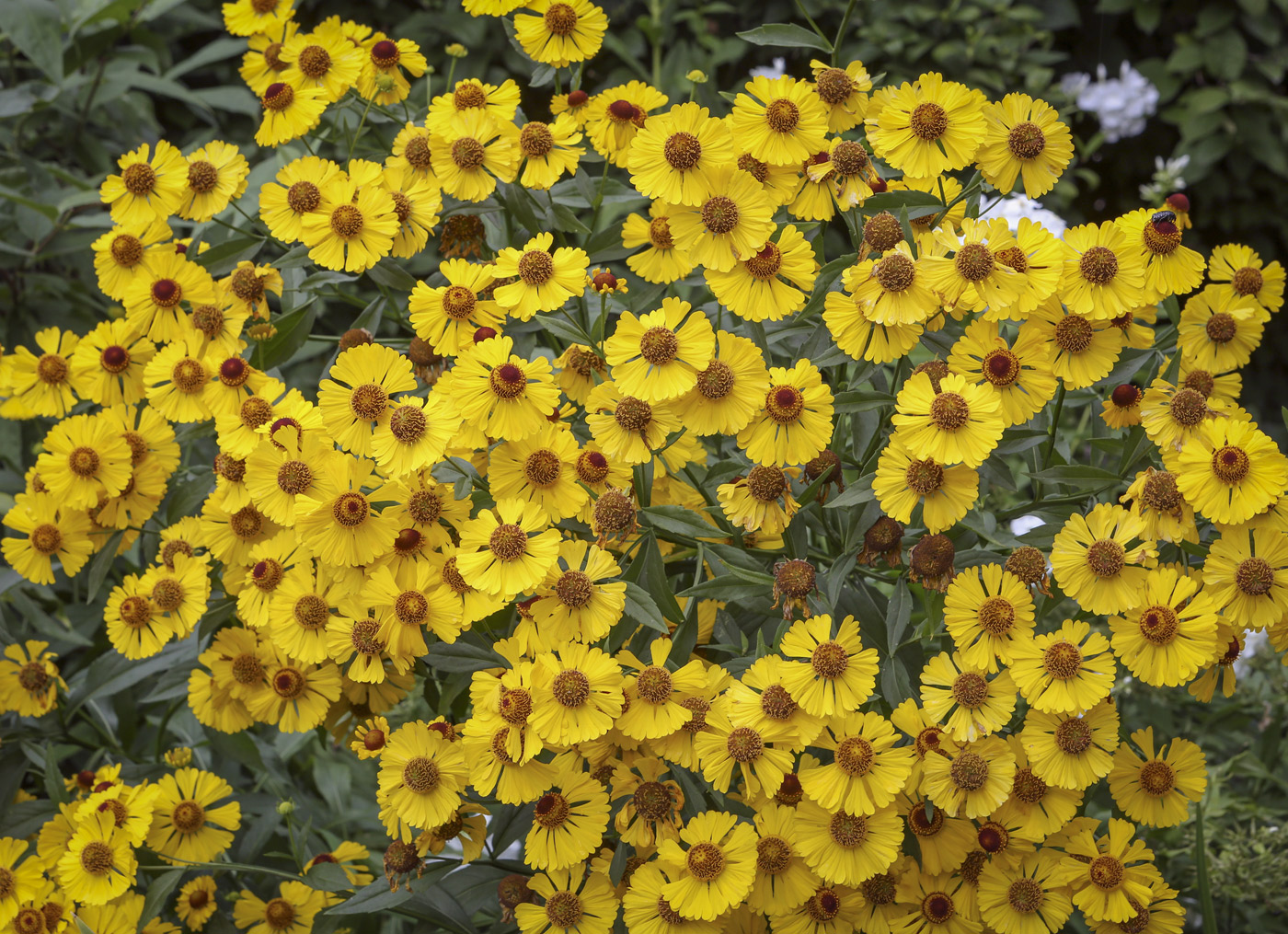 Image of Helenium autumnale specimen.