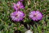 Ruschia lineolata