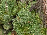 род Cladonia