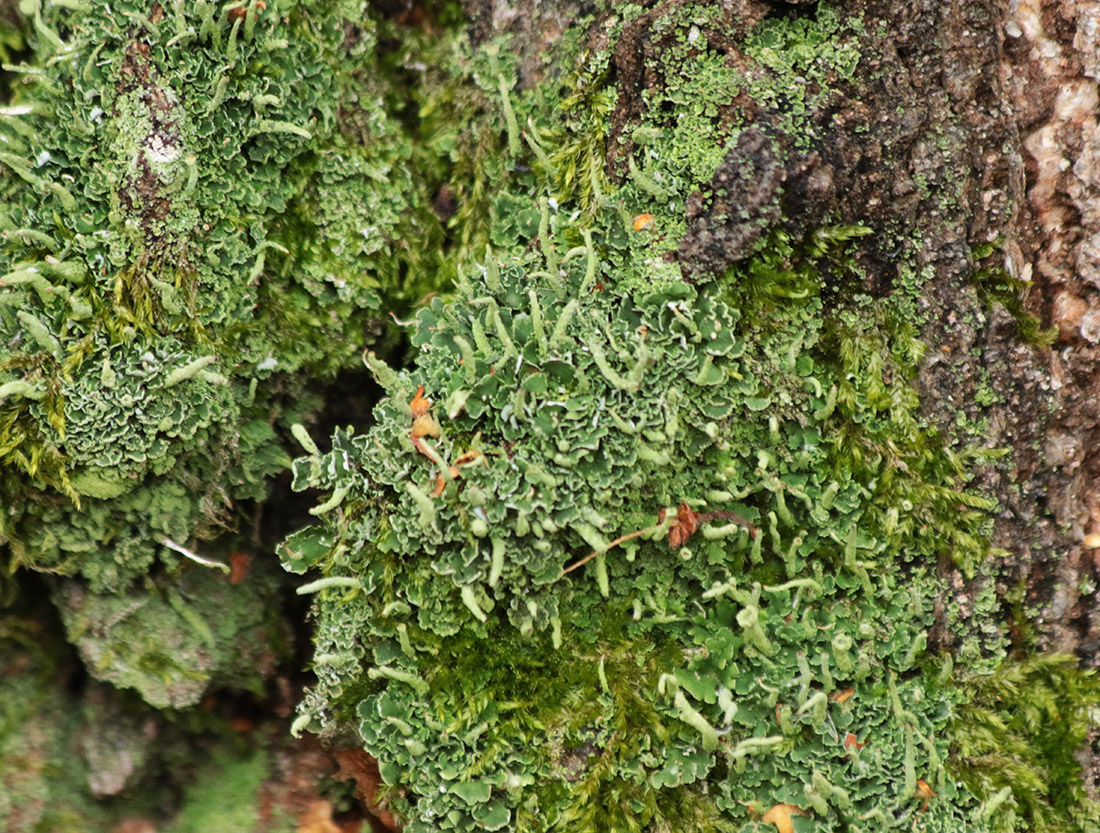 Изображение особи род Cladonia.