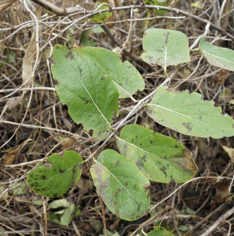 Изображение особи Lonicera tatarica.
