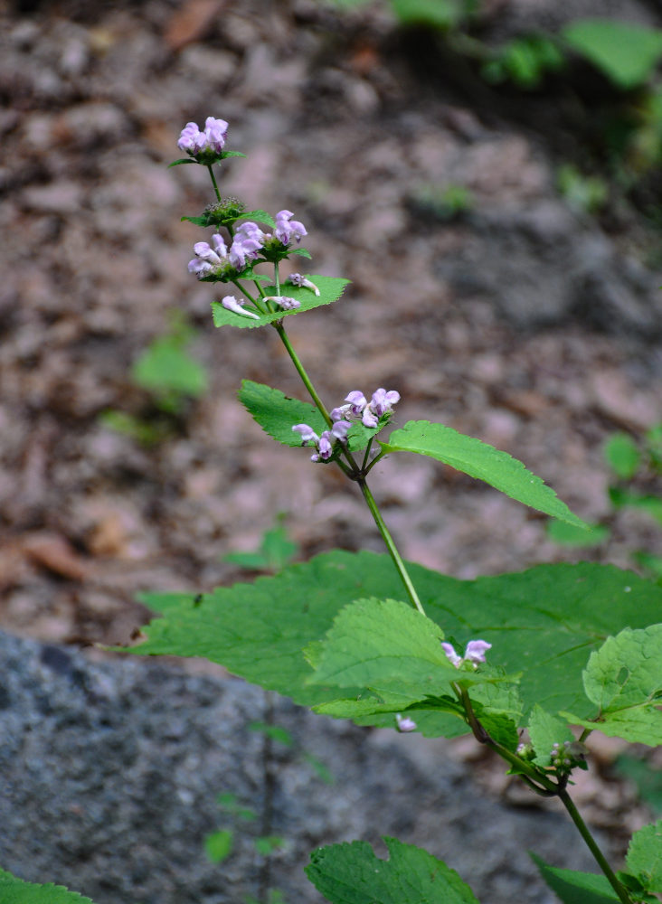 Image of Phlomoides maximowiczii specimen.