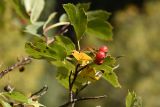 Crataegus pseudosanguinea. Зрелые плоды и листья. Казахстан, Алматинская обл, Заилийский Алатау, Тургеньское ущелье, 2400 м н.у.м., каменистый берег реки. 19 сентября 2021 г.