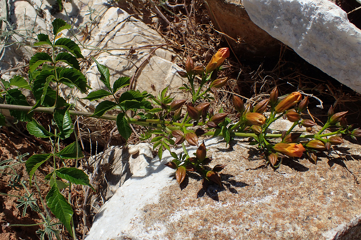 Image of Campsis grandiflora specimen.