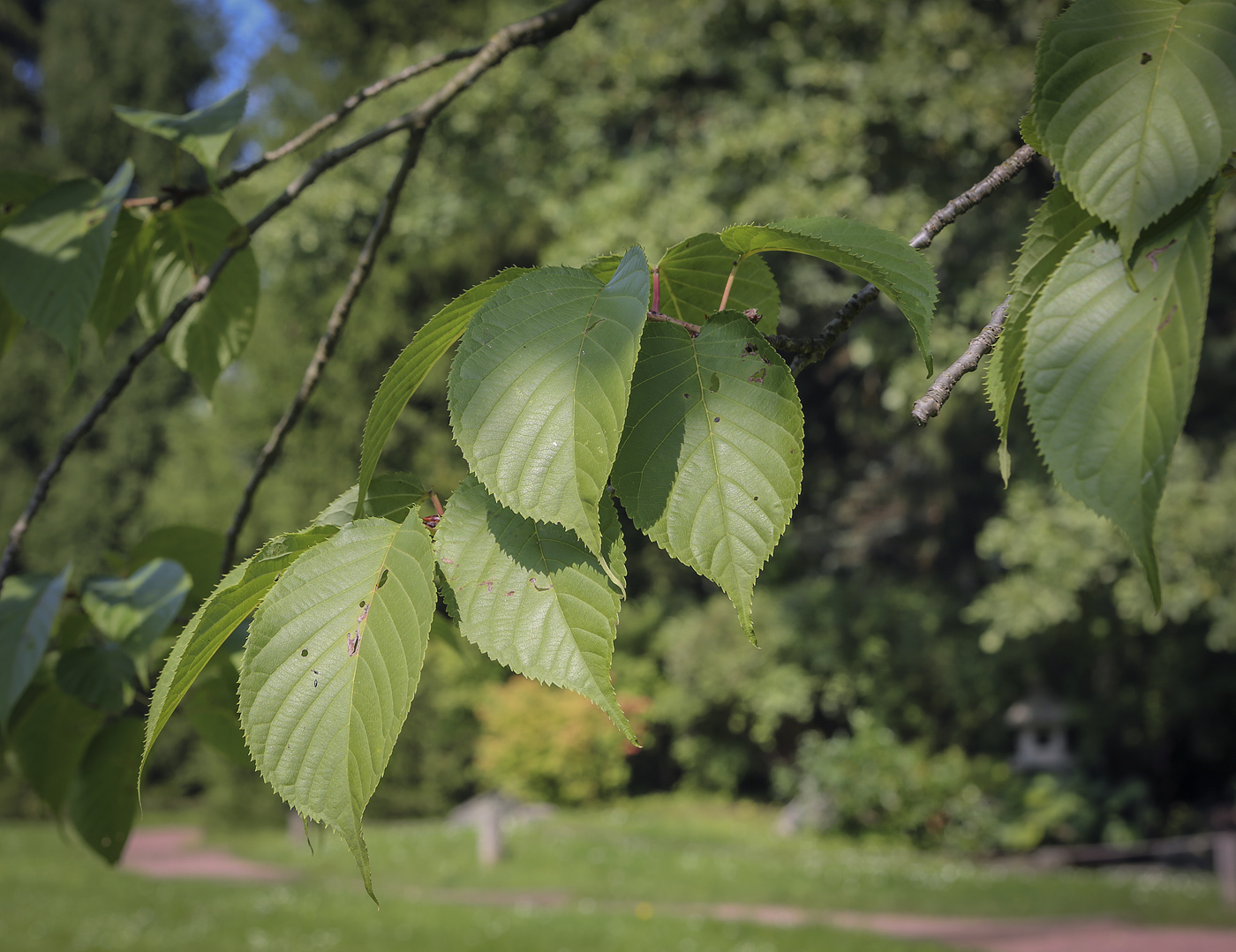 Изображение особи Cerasus sachalinensis.