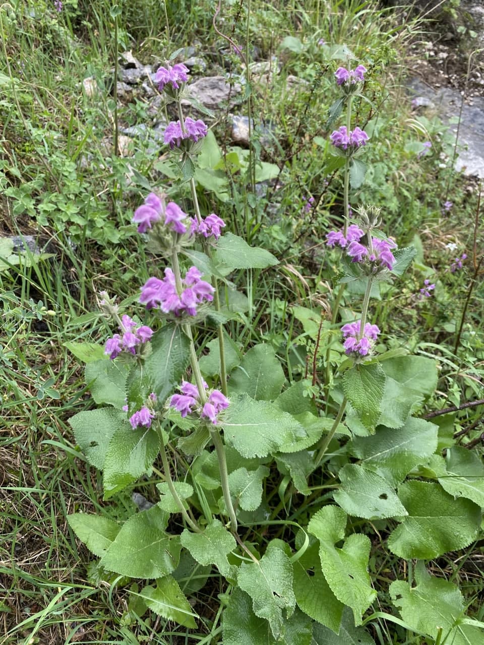 Изображение особи Phlomoides canescens.