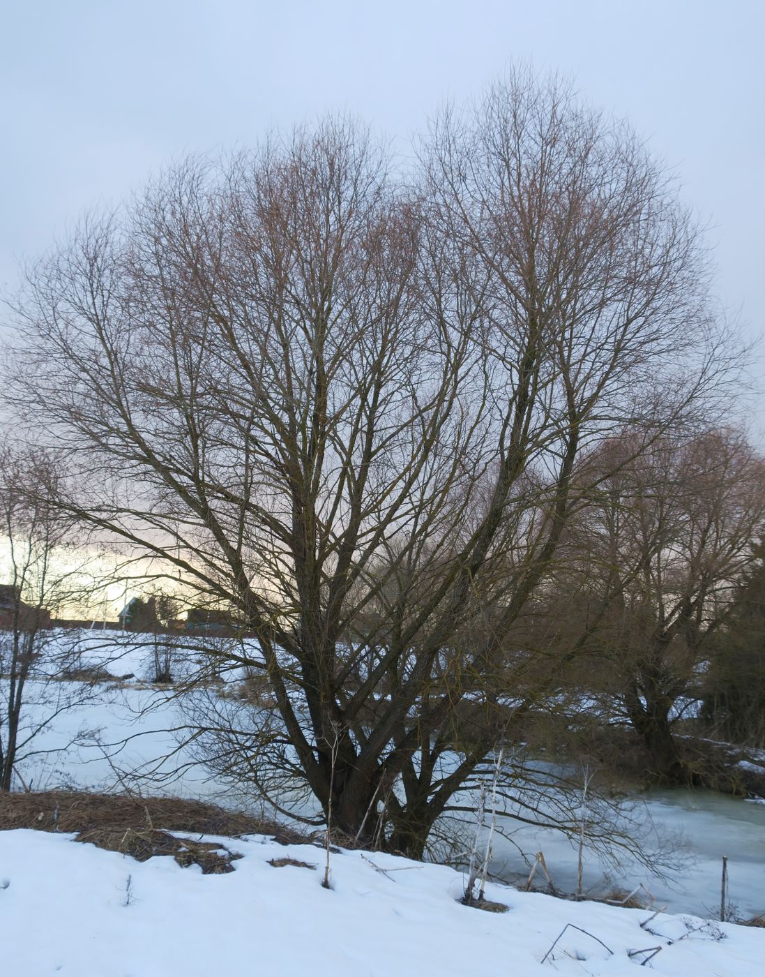 Image of Salix alba specimen.